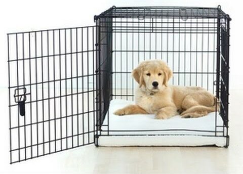 Puppy in Wire Crate