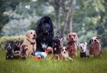 Review of best dog breed selector quiz - Which dog breed is right for you?
