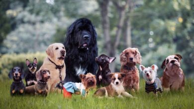 Best Dog Breed Selector Quiz