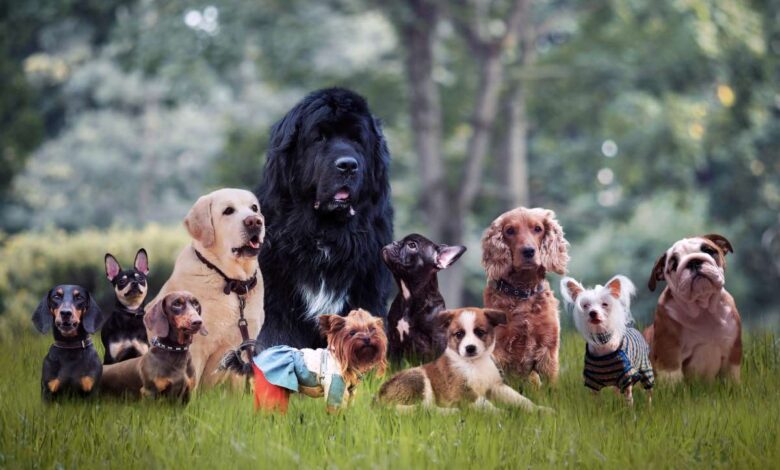 Best Dog Breed Selector Quiz