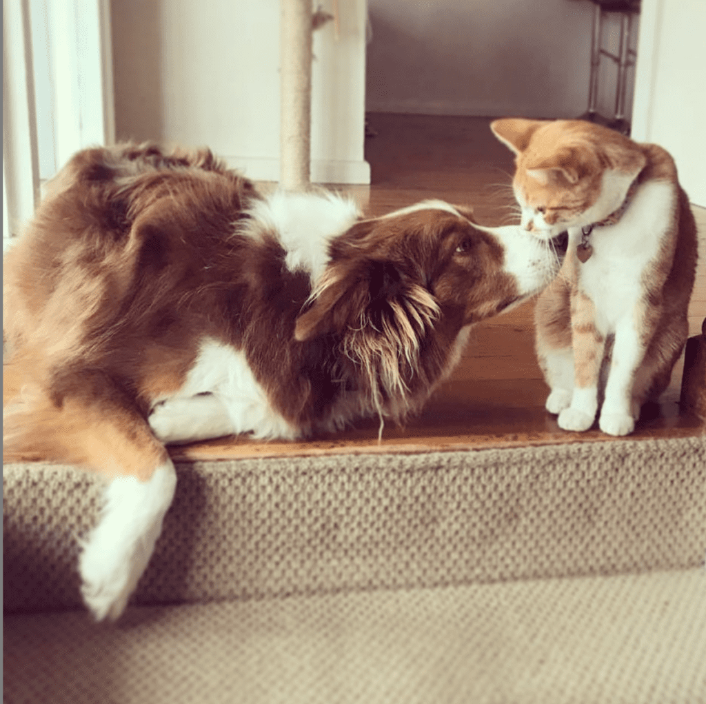 Dog Cat Kissing