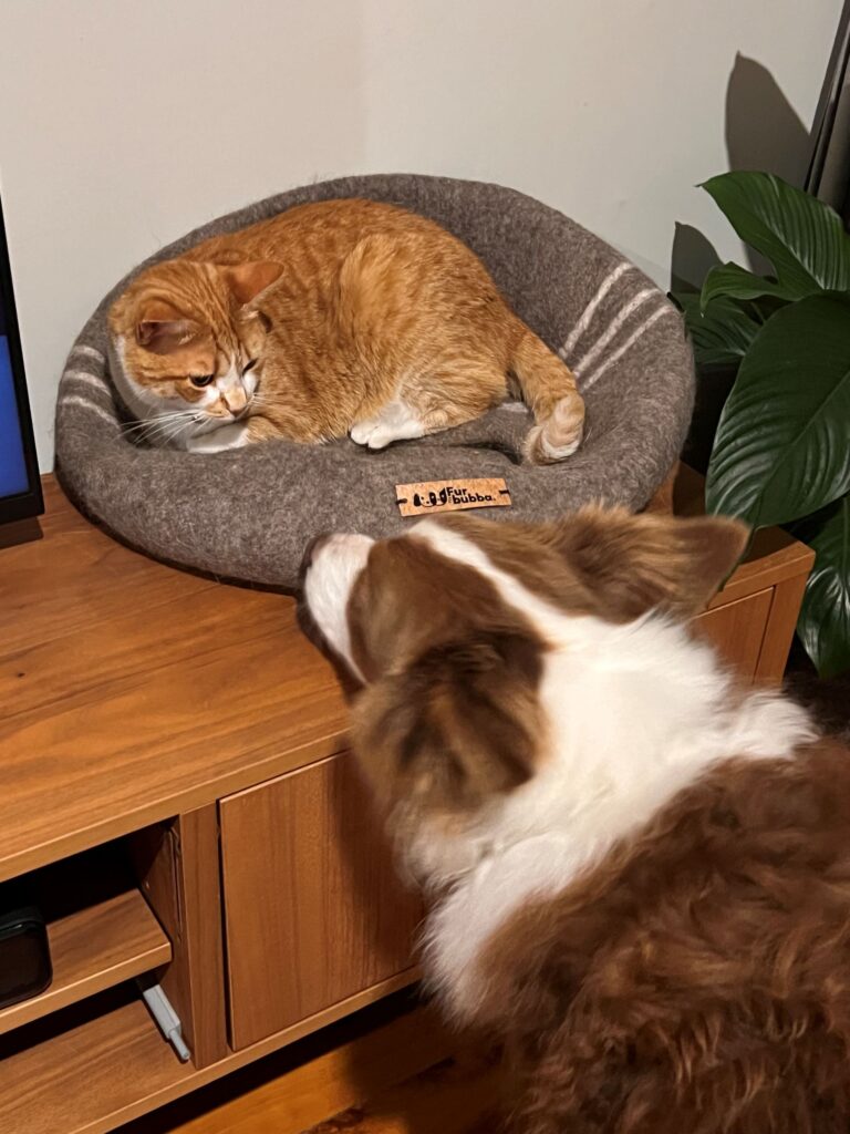Furbubba Cat Bed - ginger cat lying in bed with dog giving kisses