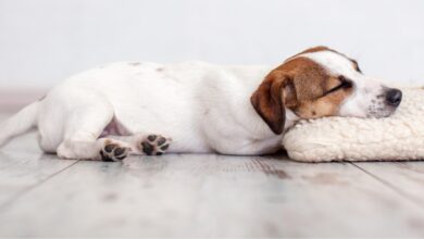 How to choose the best dog bed. Picture of dog sleeping on floor.