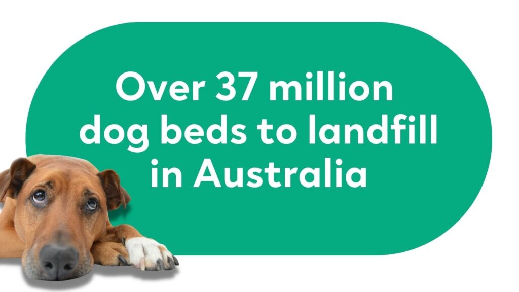 Sad dog with title 'over 37 million dog beds to landfill in Australia'