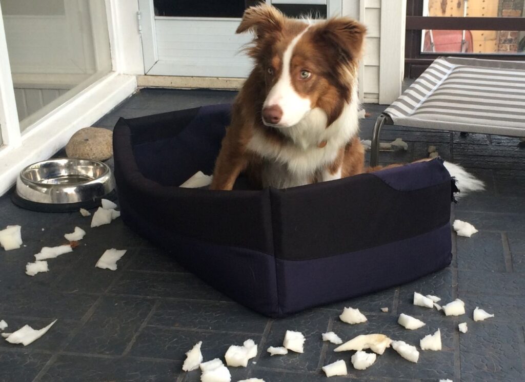 Puppy with chewed dog bed