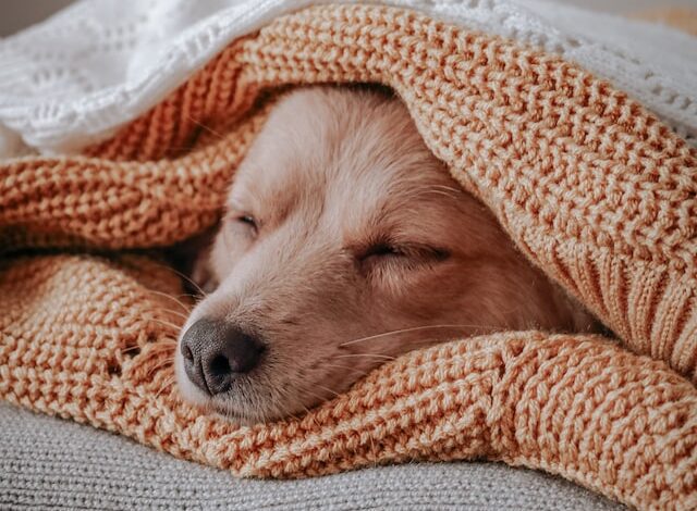 Dog bed blankets